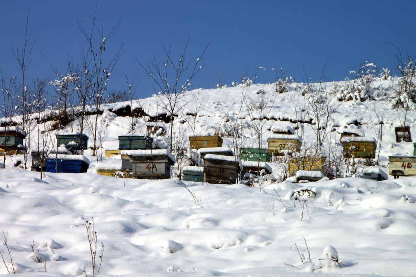 beehives in the snow