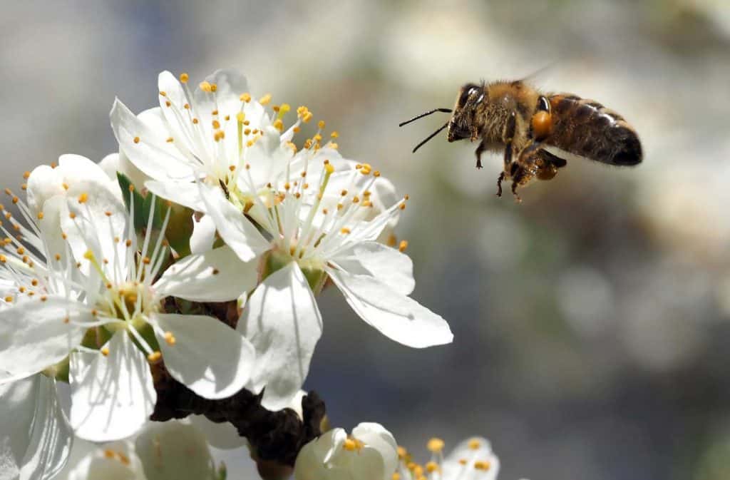 Why Beekeeping is Important- bee hovering over white flower