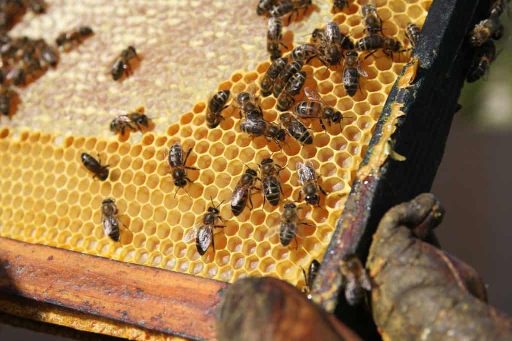 bees on honeycomb