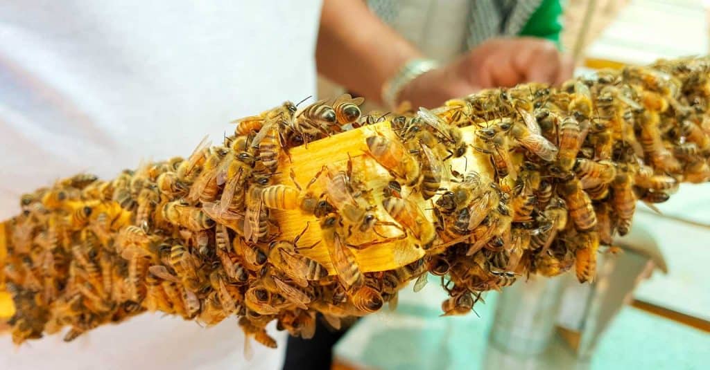 beekeeper, bees, and honeycomb