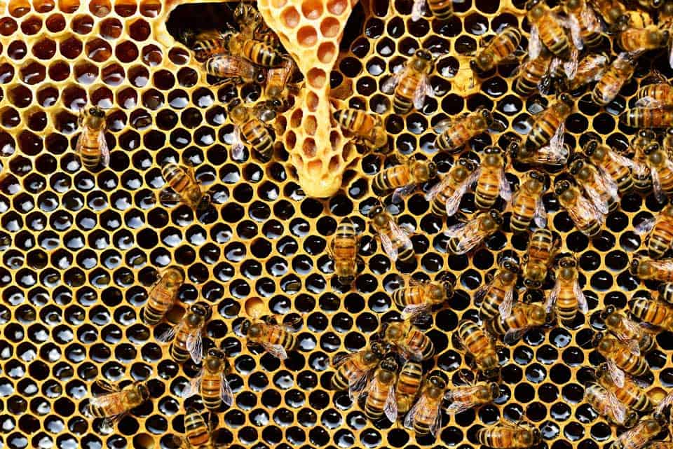 bees on honeycomb