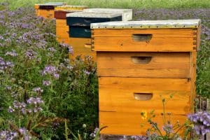 What is Organic Beekeeping? – Beekeeping 101
