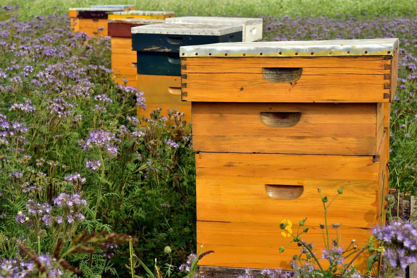 How Many Brood Boxes Should I Have -beehives in a field