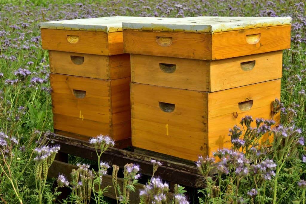 2 beehives in a field