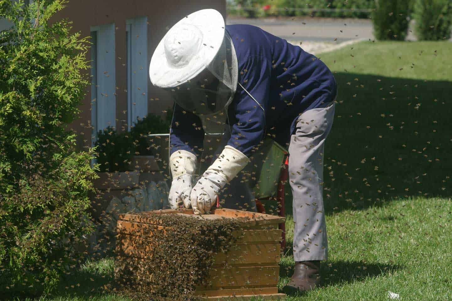 beekeeper tending hive