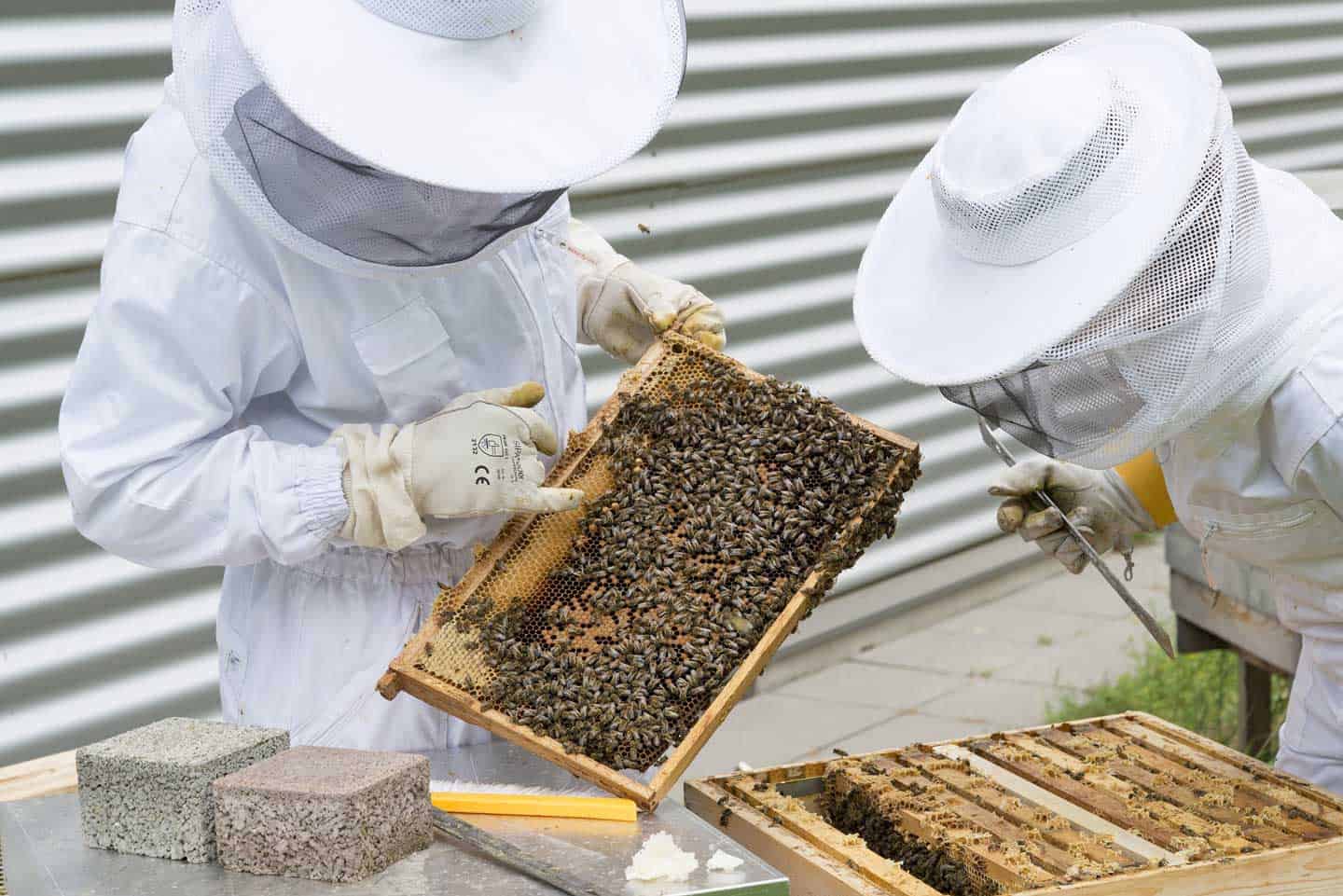 2 beekeepers inspecting hive