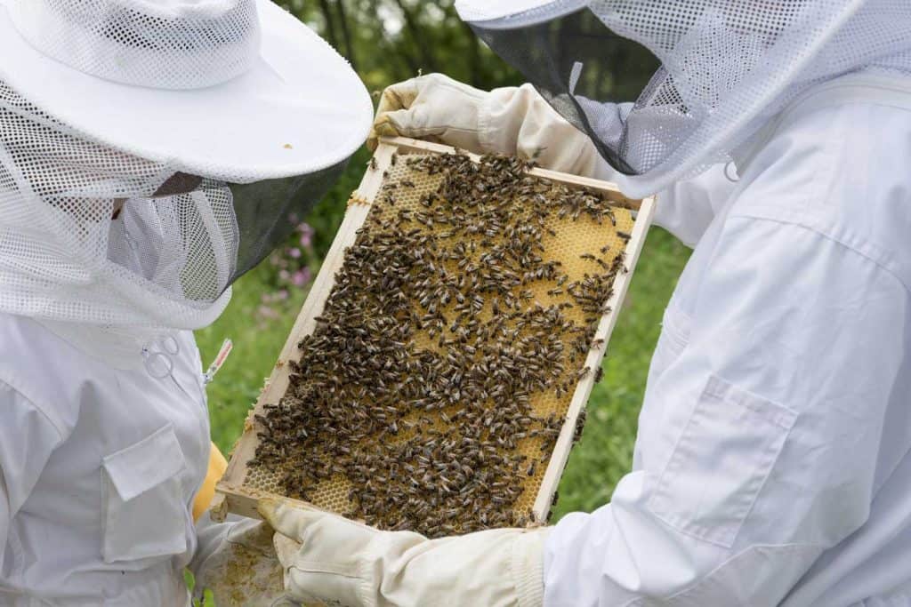 2 beekeepers holding frame