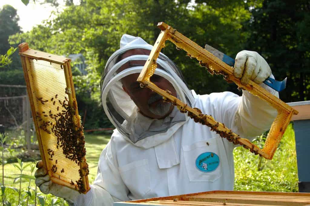 beekeeper holding frames