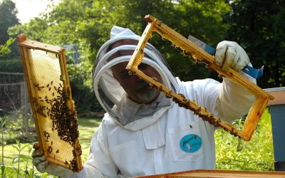 beekeeper holding frames
