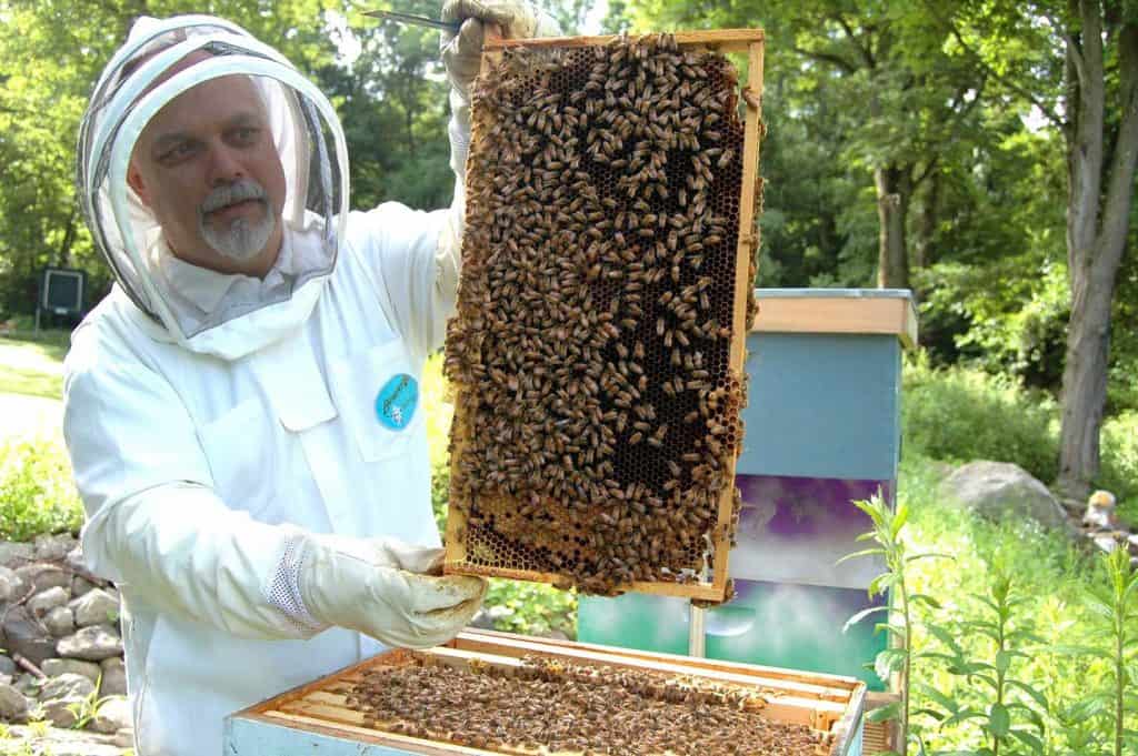 beekeeper holding frame