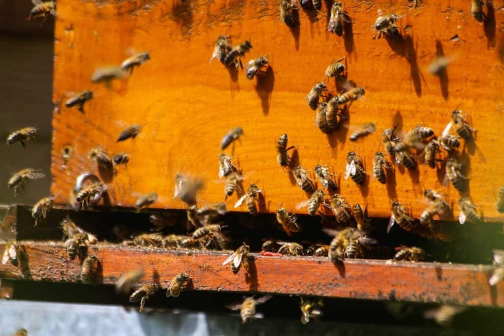 bees at hive entrance