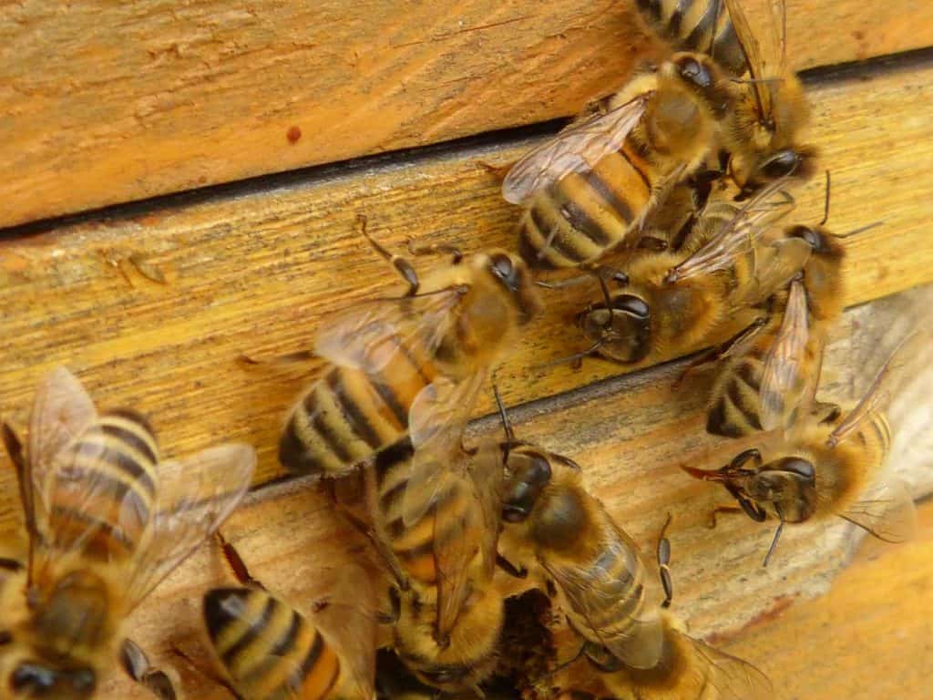 bees on side of hive