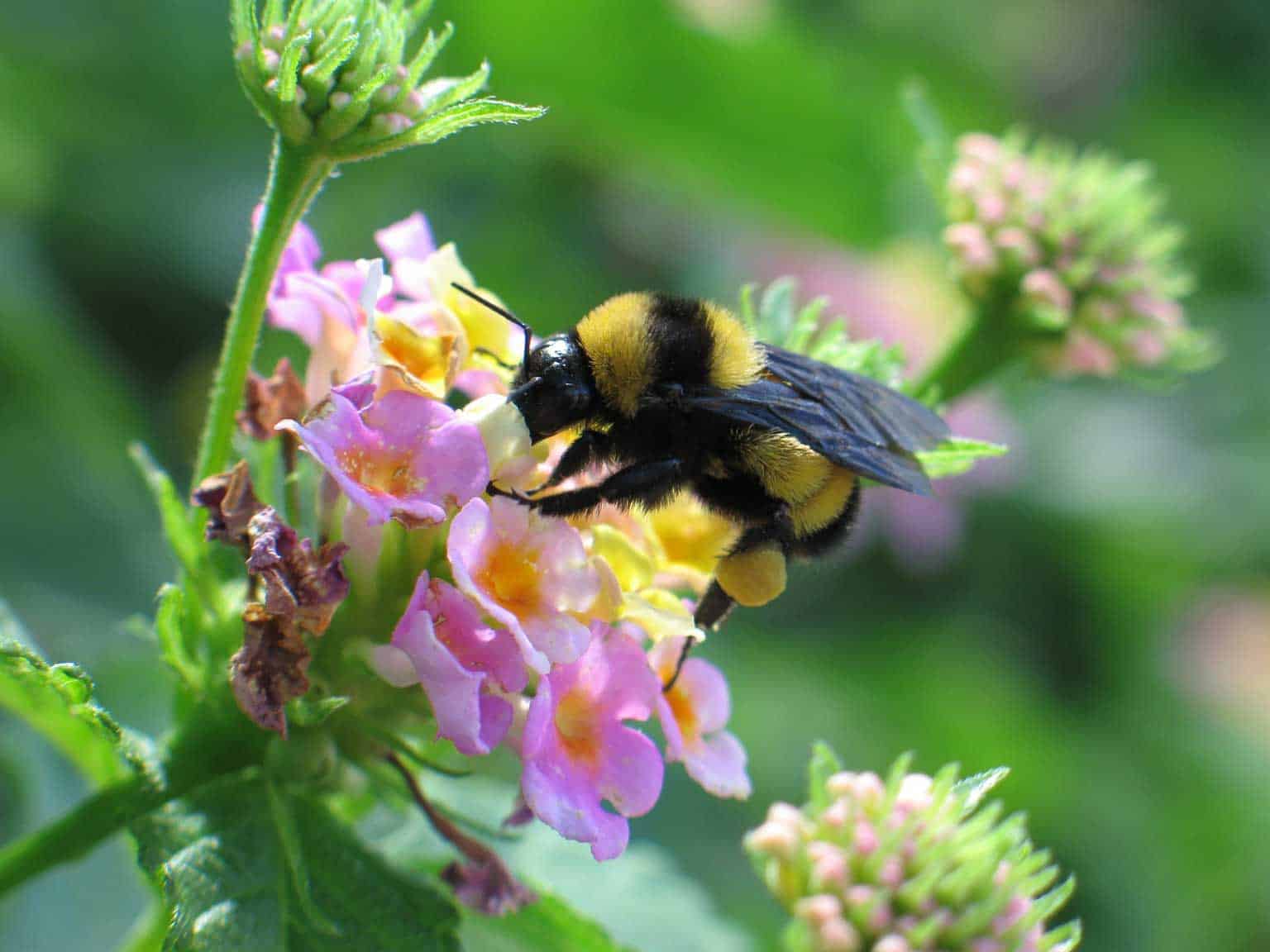 bumblebee sitting on pink flower