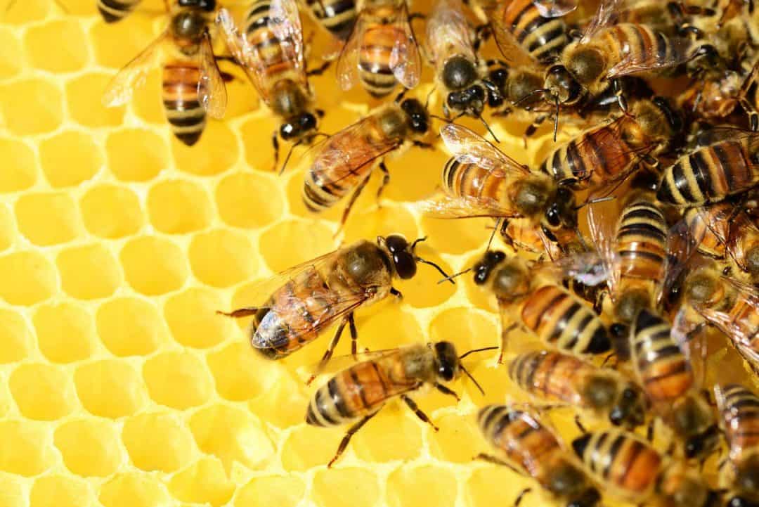 Lush How Much Honey Can One Bee Hive Produce Background Collection Lush How Much Honey Can One Bee Hive Produce Background Collection