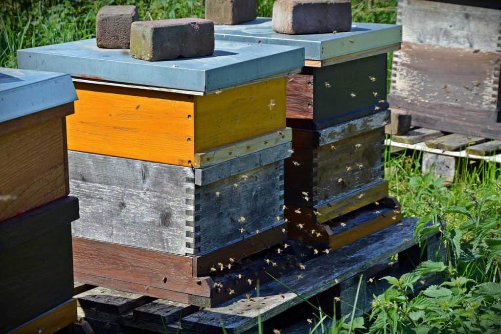 2 beehives