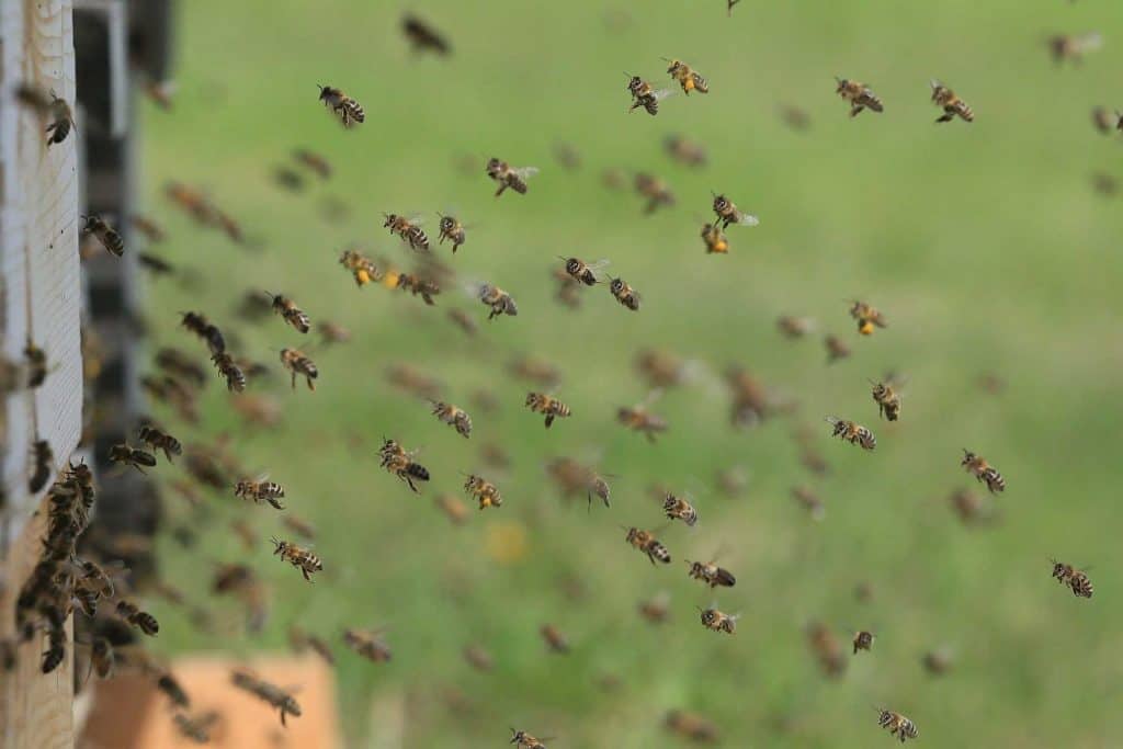 Bees at Hive Entrance