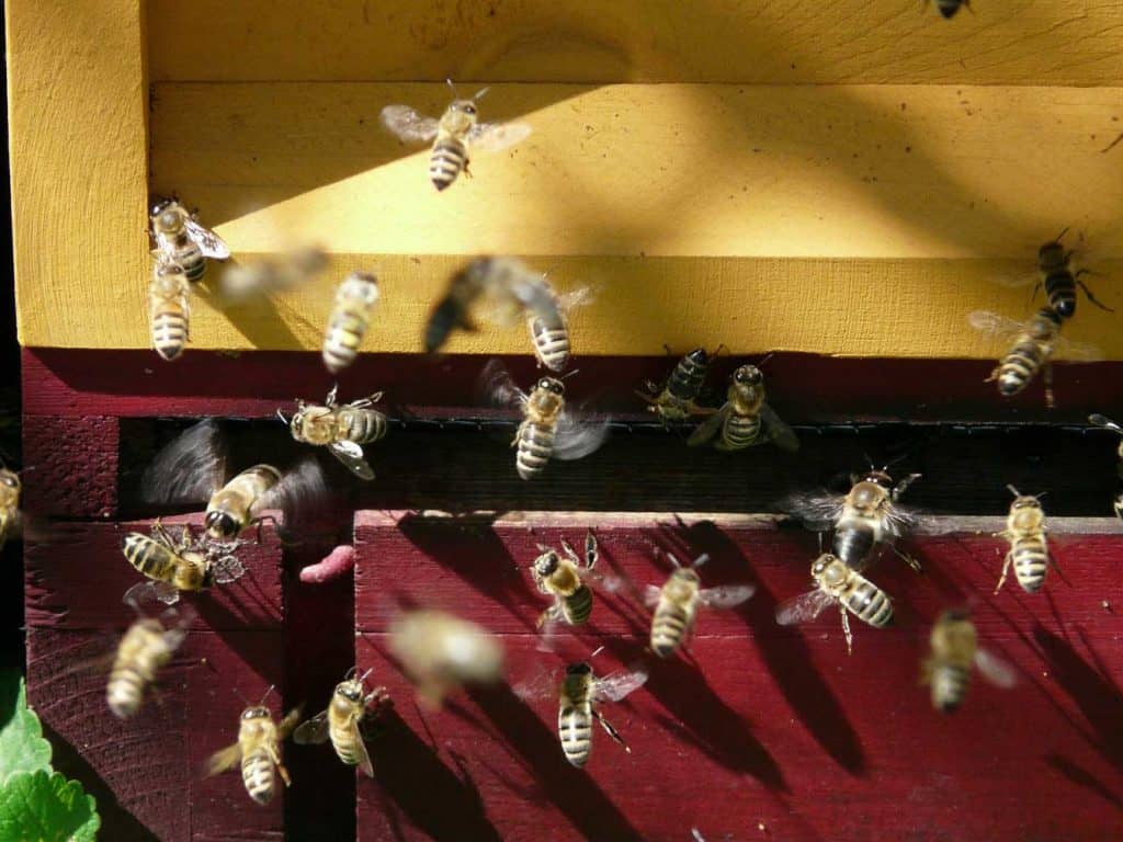honeybees at hive entrance