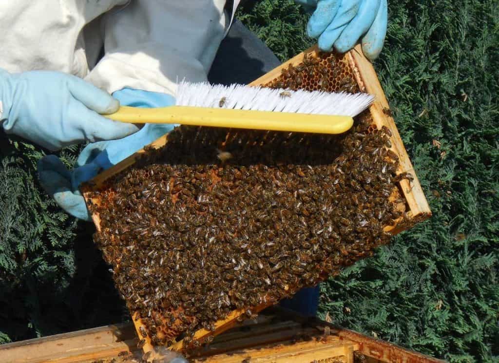 beekeeper tending hive