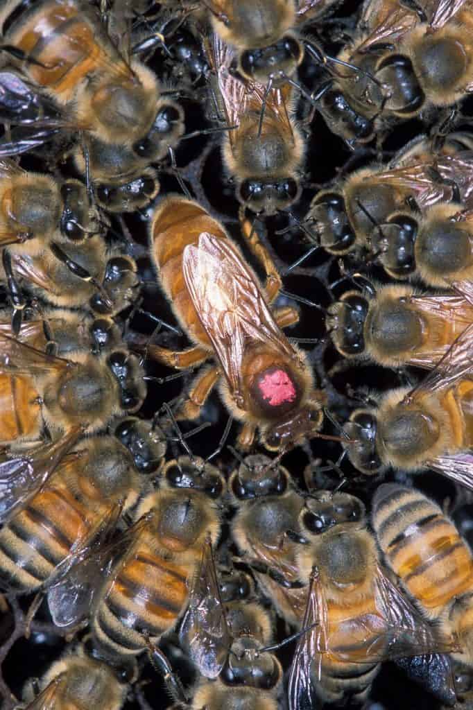 African honeybees around the queen
