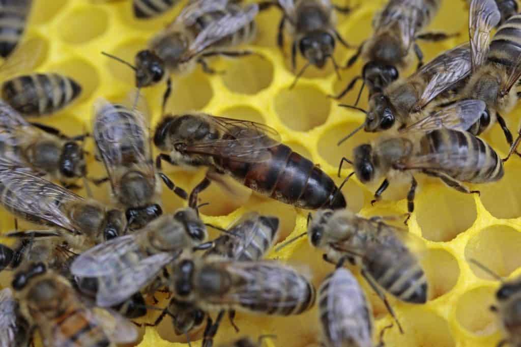 Queen Bee with Workers
