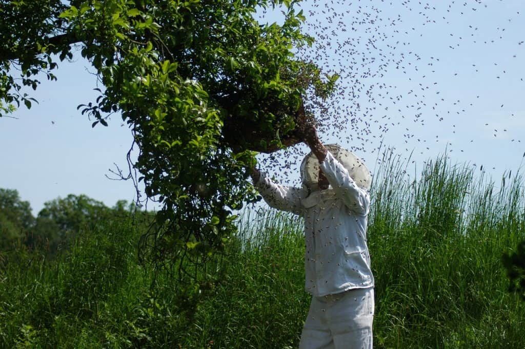 Beekeeper at Hive