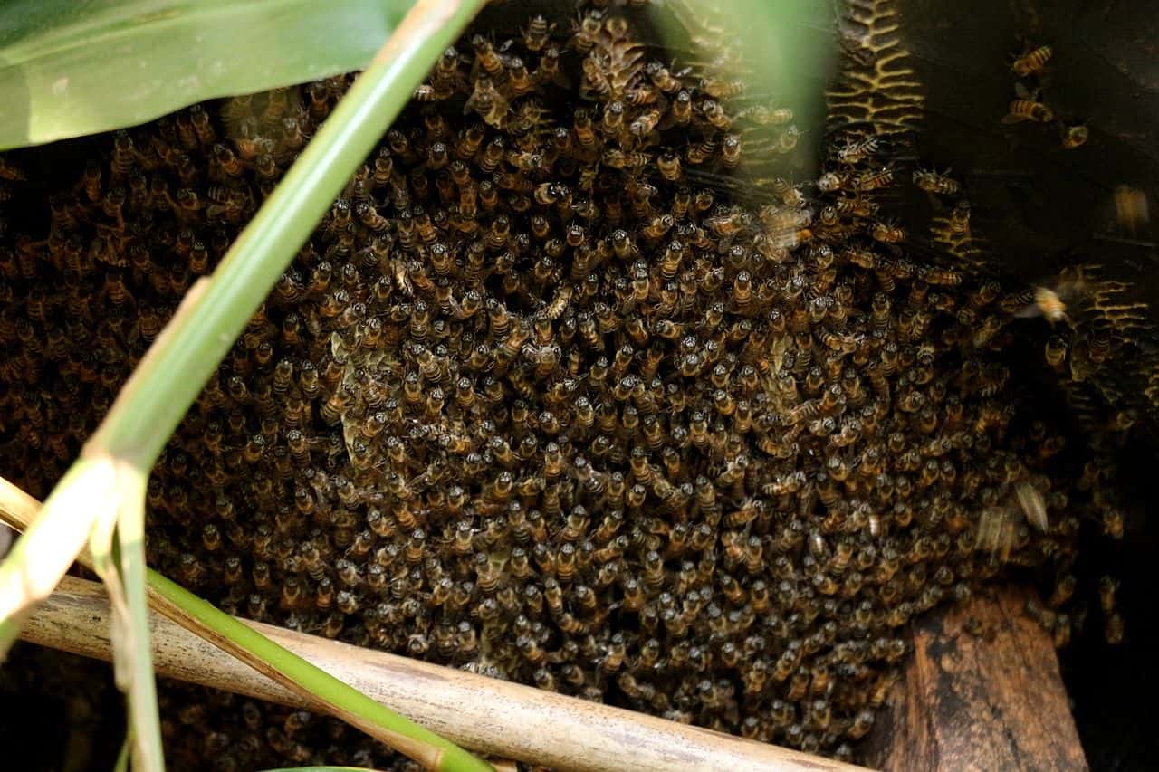 bee swarm