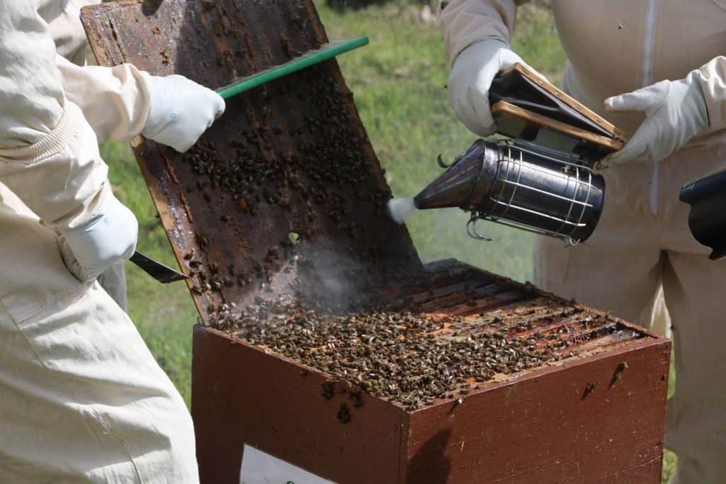 ZffXH Beekeeper bee Beekeeping Protection Goatskin Gloves Vented Long Sleeves-XL 