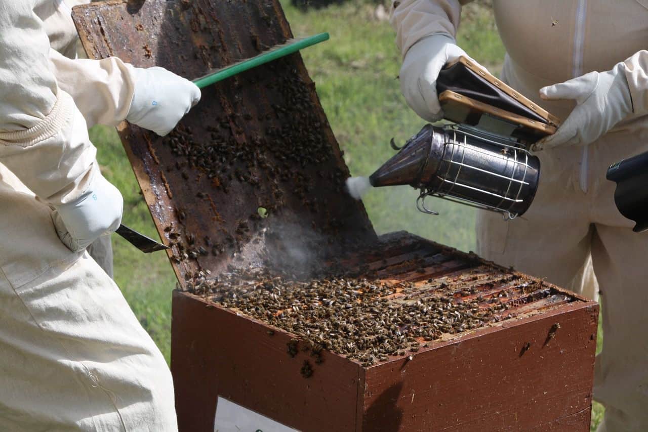 Beekeeping Tools Kit Bee Hive Smoker Scraper Beekeeping Equipment Beehive 