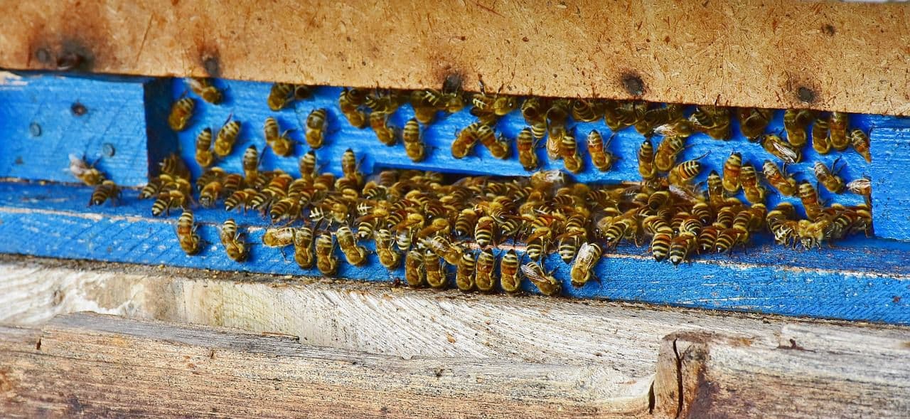 Beekeeping Beehive Entrance Reducer Entrance Lock 