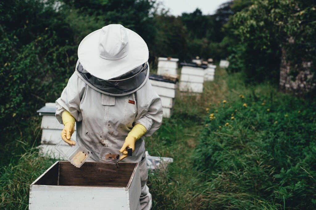 how to build a honey bee observation hive