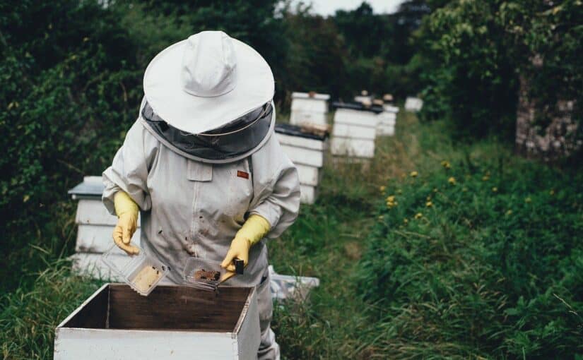 beekeeper tending a hive