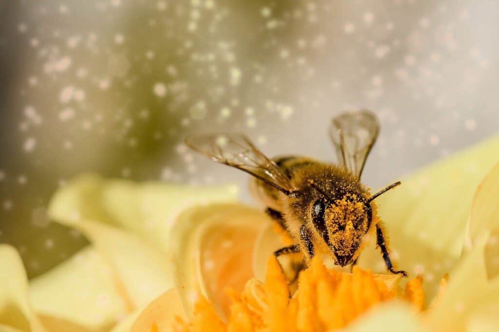 bee pollinating yellow flower