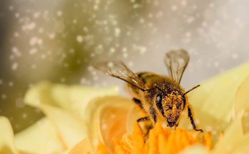 bee pollinating yellow flower
