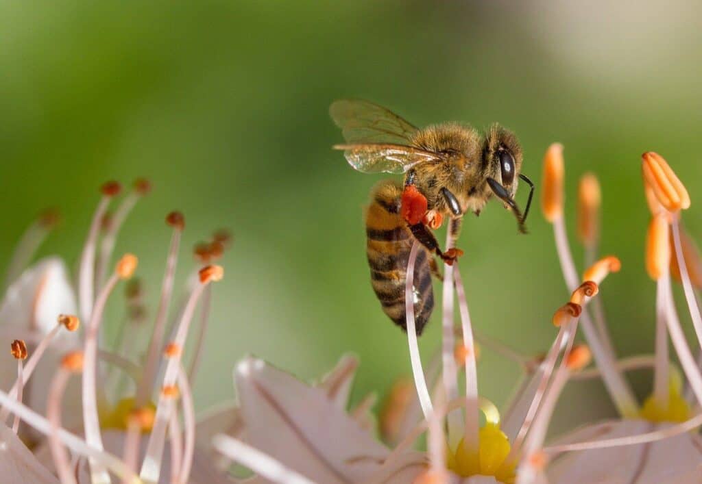bee on flower