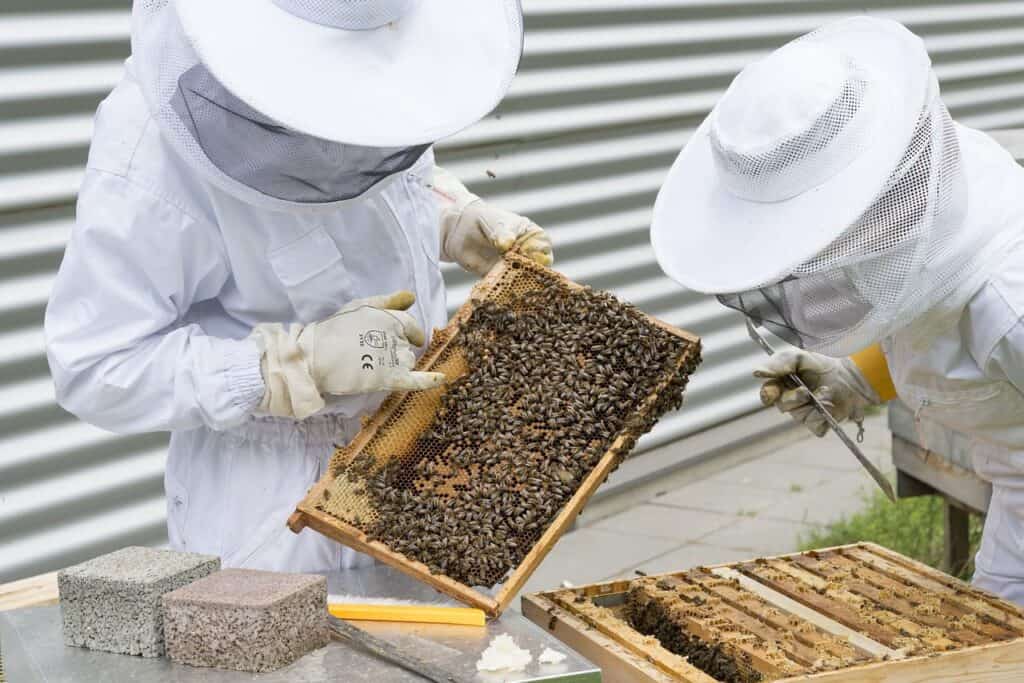 beekeepers inspecting frames