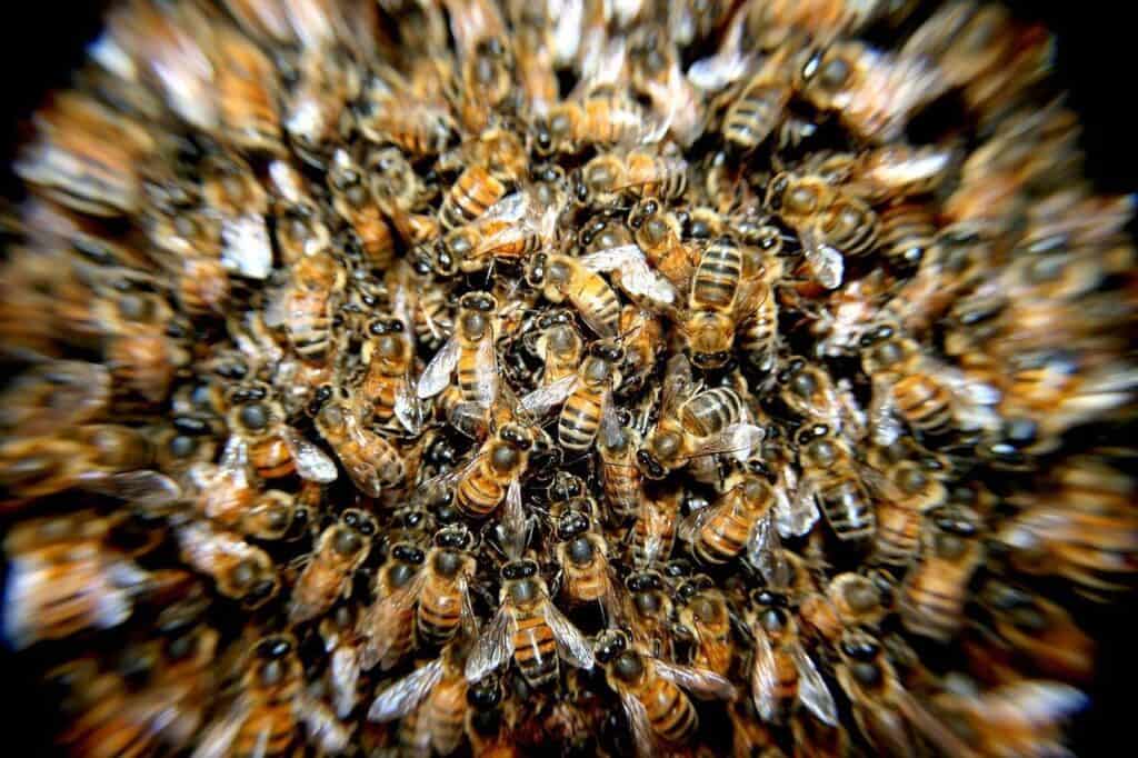 bees in hive