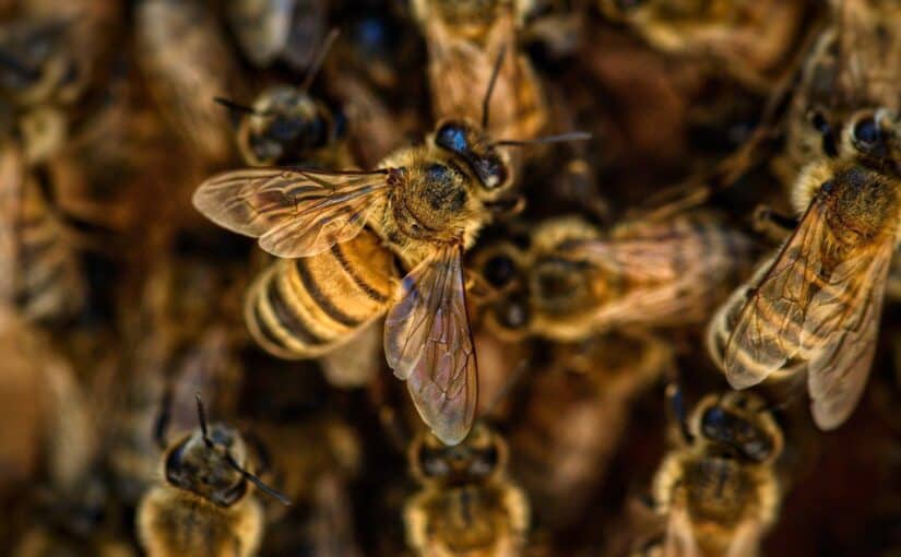Do Bees Sleep The How, Why, and Wherefore Beekeeping 101