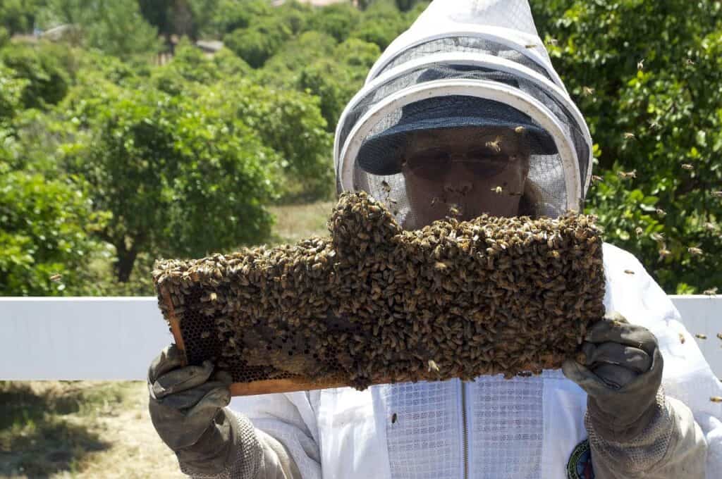 beekeeper inspecting frame