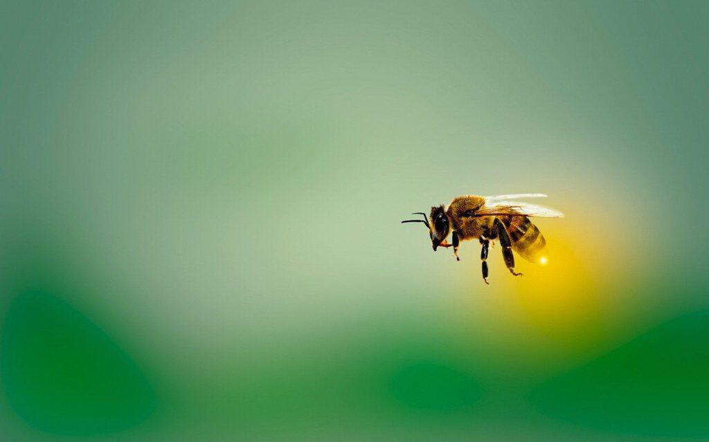 honeybee in flight
