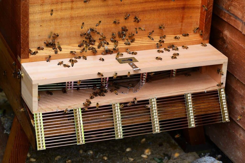 honeybee swarm trap