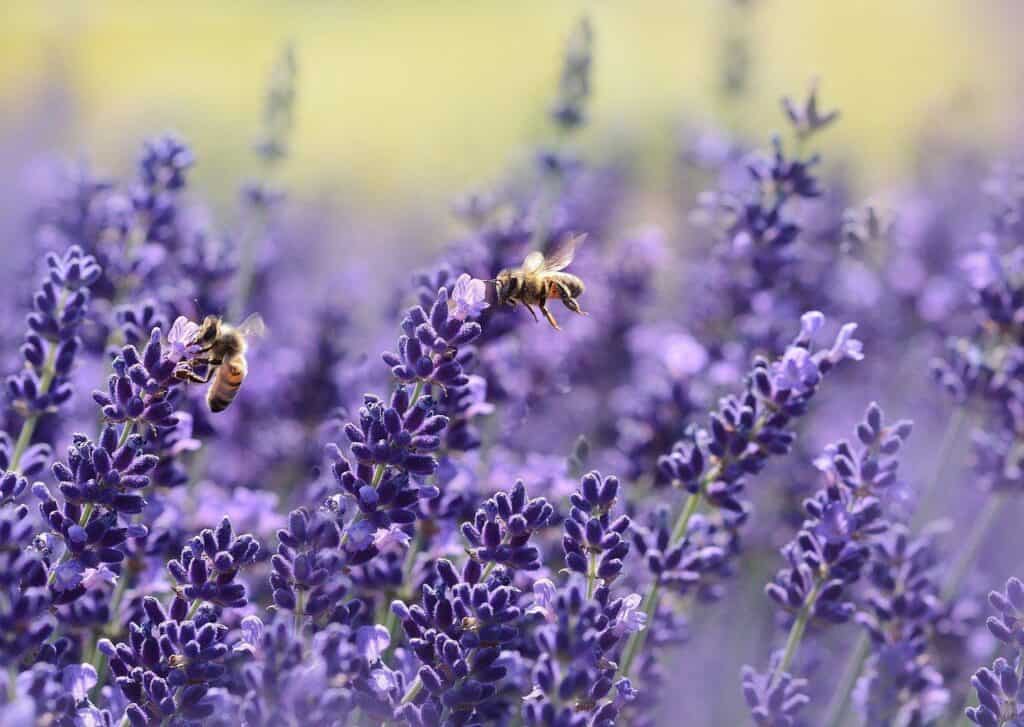 bees feeding on lavender nectar