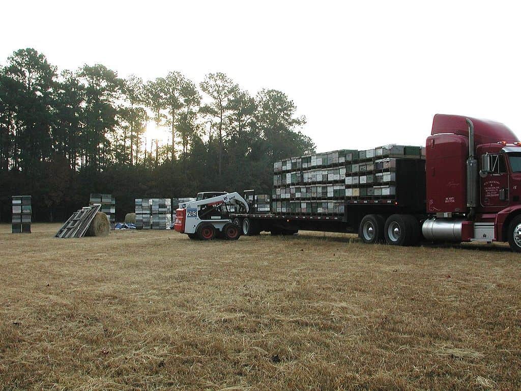 loading a trailer with hives