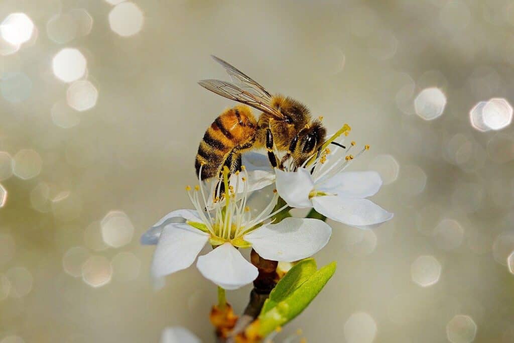 bee pollinating white flower