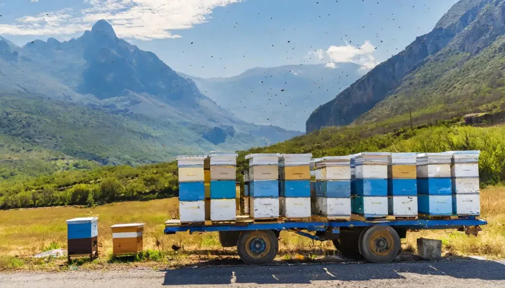what is migratory beekeeping