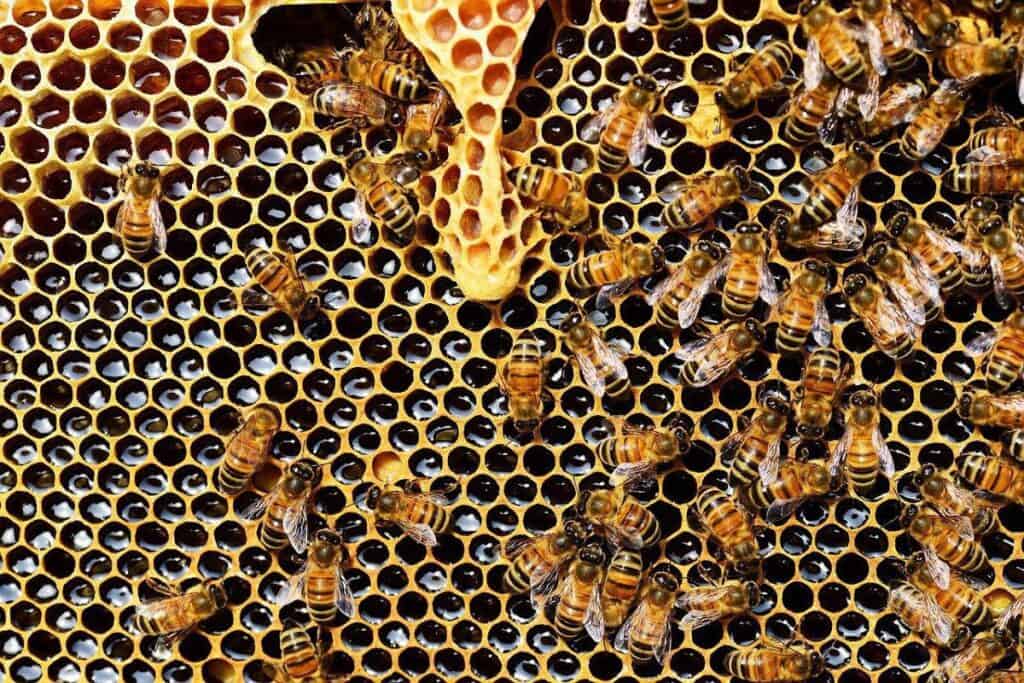 Bees on Honeycomb