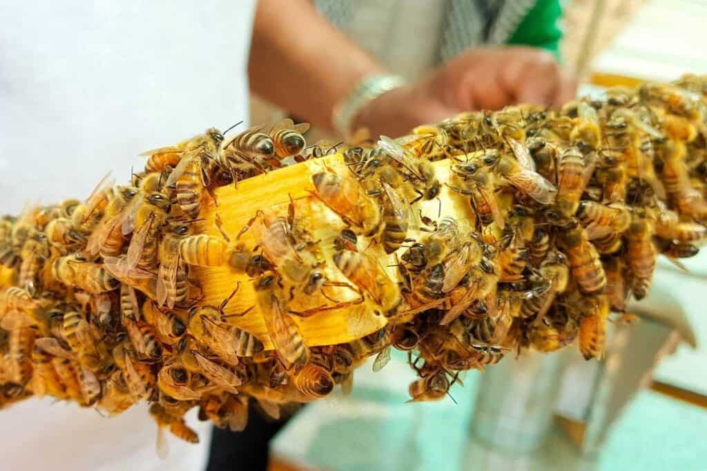 Bees on Stick