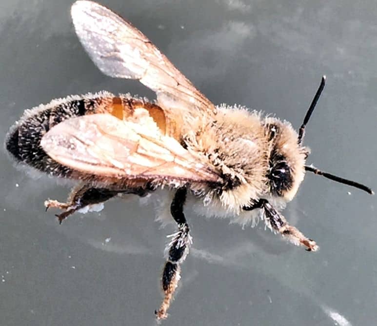 Honeybee coated with oxalic acid