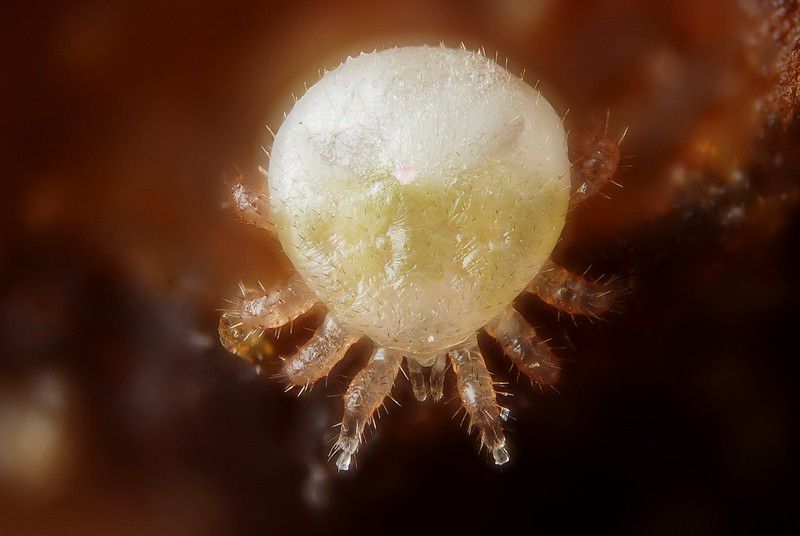 Varroa destructor (Adult Male)