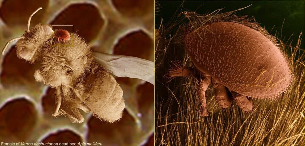 Varroa destructor Bee-Mite