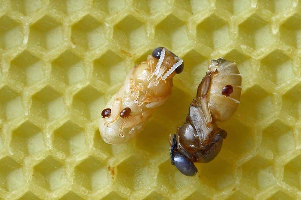 Varroa mites on pupae